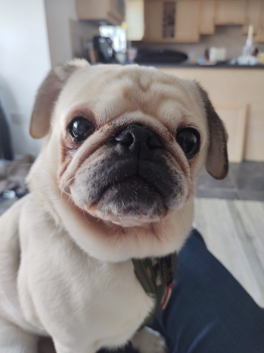 This cheerful boy enjoys walkies, playing, lap time & eating! He’s really friendly with people and ignores other dogs. He wants to be the only pet at home & can live with teenage children. He’s as adorable and full of charm as he looks! Please help Hunter oldies.org.uk/2024/mostly-fe…