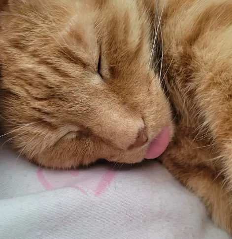 Noratune_'s tweet photo. Kimchi is in need of serious surgery and I will do anything in my power for her.
My friends have given me the courage to ask for help when I need it. 
Any/all retweets, likes, or shares are deeply appreciated. Thank you guys for caring ♥🔁

https://t.co/PwWxbfMwrr https://t.co/NgUKy1PoLq