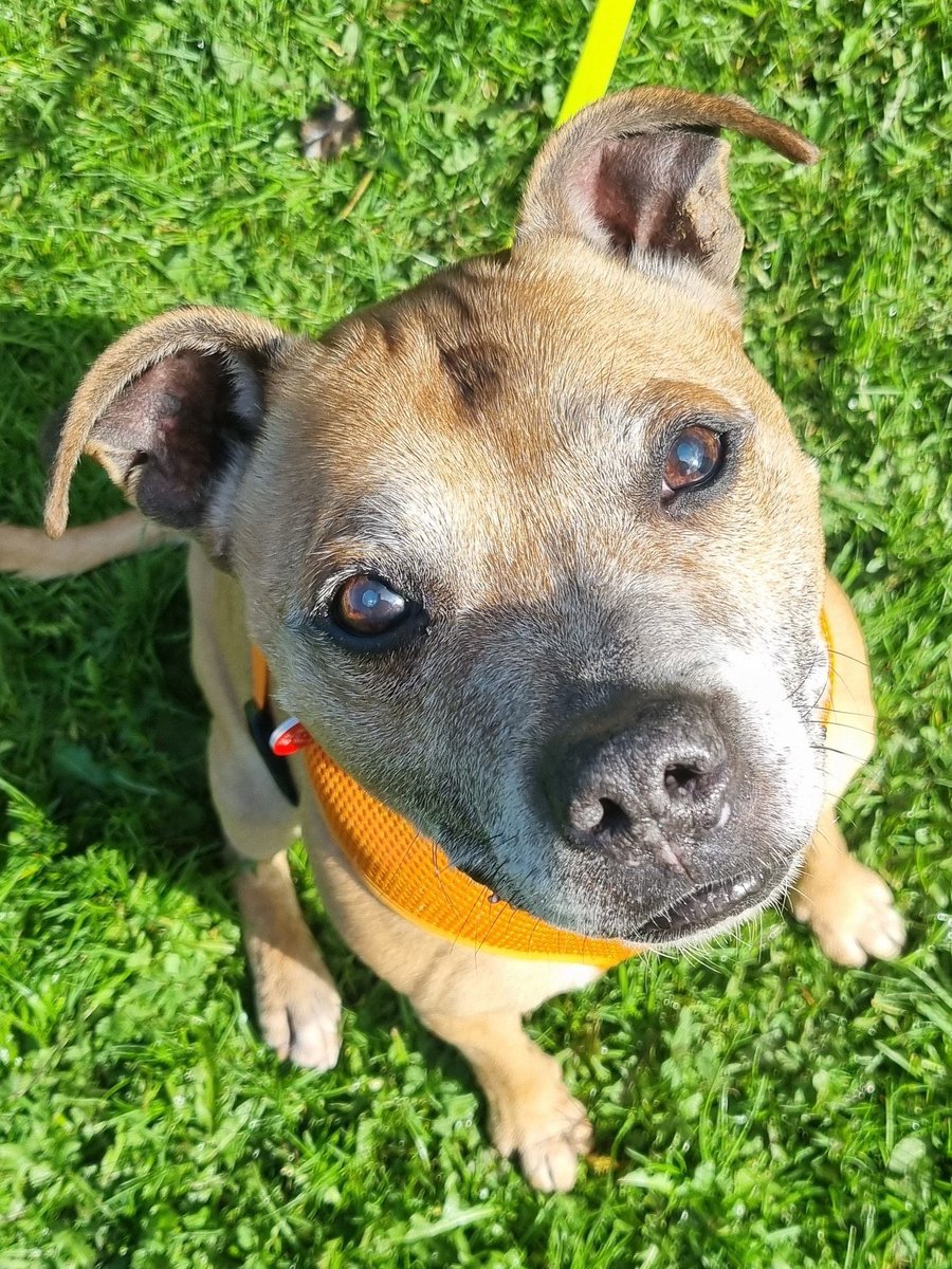 #k9hour sitting pawfectly waiting on a super duper home is beeyootiful boy #Mutley plz RT #TeamZay @SeniorStaffy