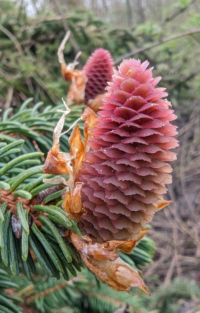 A fallen Spruce tree that was blocking my path today revealed these beautiful pinkish-red female flowers that were on its top most branches🩷 #Woodland #Flowers #Spring