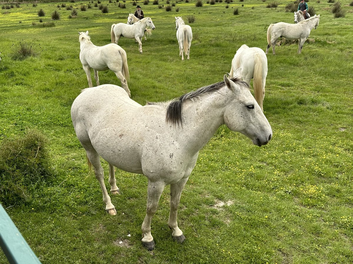 Can’t take the Tennessee out of a guy. Go to France and spend all day out with Horses and cows. French Cowboys.