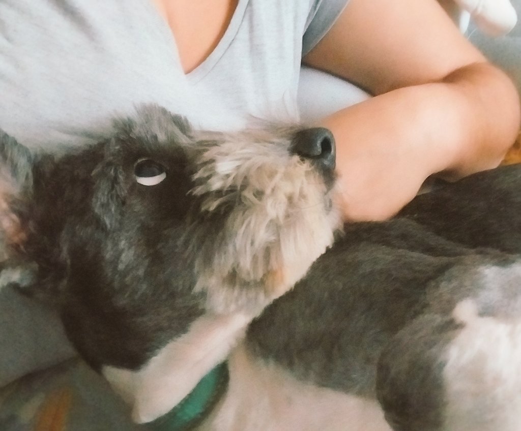 MarianelaAndres's tweet image. Dyango en #ModoLunes 😅🤭