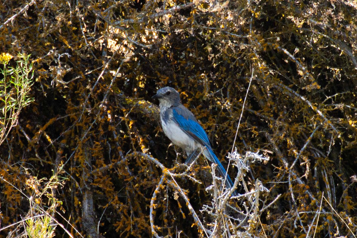 California Scrub Jay

(Klamath Falls, Oregon, August 2018)  

#photography #animalphotography #birdphotography #wildlifephotography #animals #wildlife #birds #CaliforniaScrubJay #KlamathFalls #Oregon