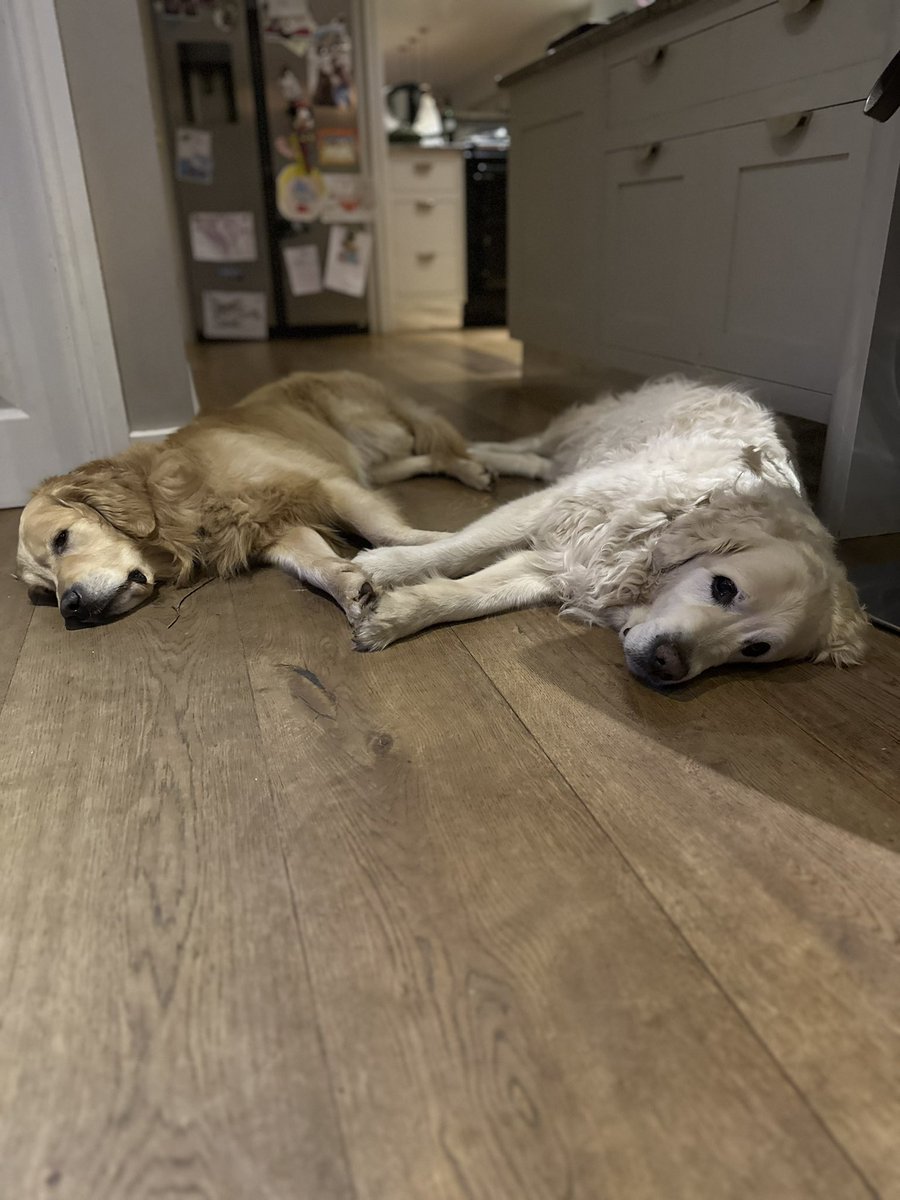 Best friends 😍#GoldenRetriever #dogs