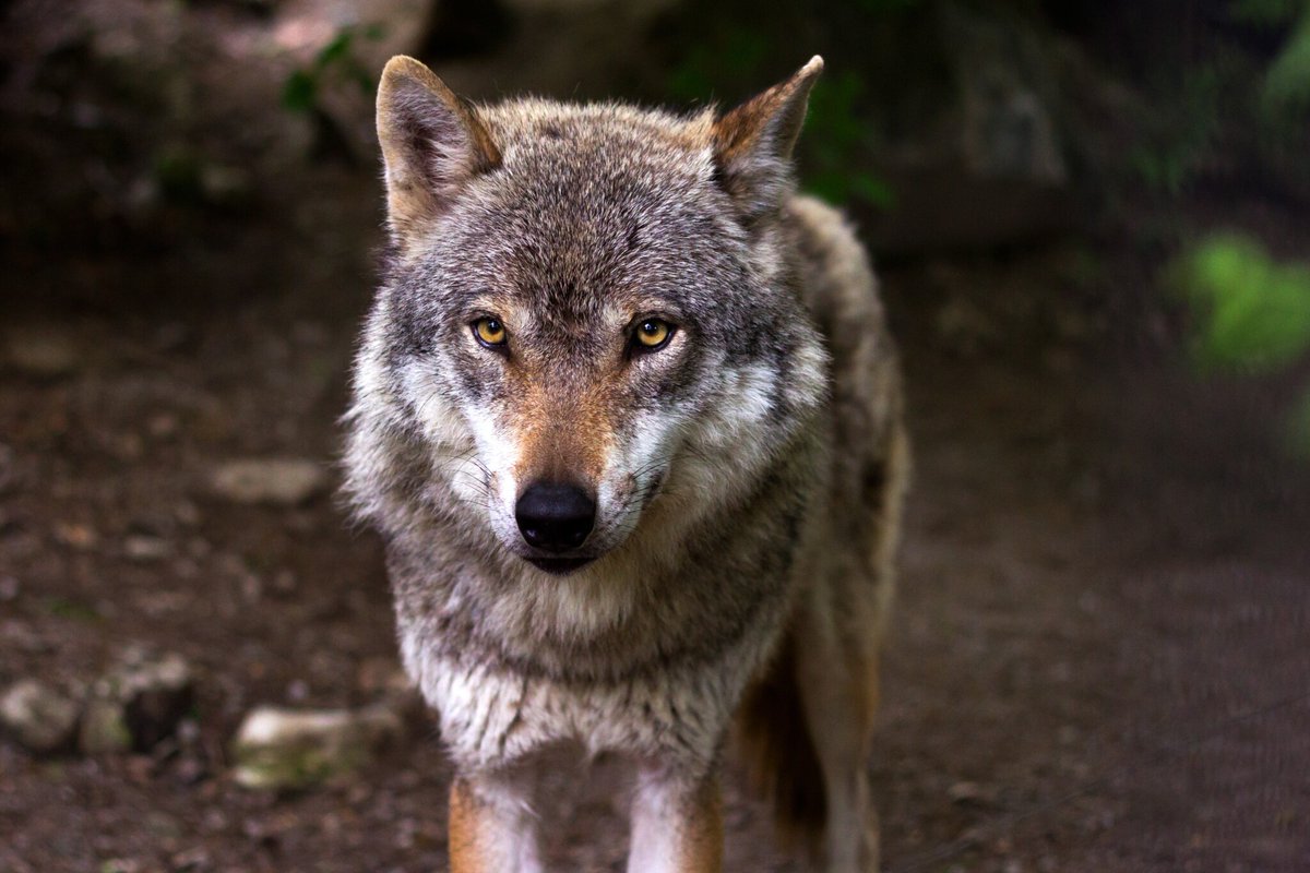 GEOfr's tweet photo. Michigan : il pensait avoir tué un coyote géant… il s'agissait d'un loup gris, disparu depuis 100 ans dans la région
➡️ https://t.co/3n6ahtz1es https://t.co/0GDA3RyWm3