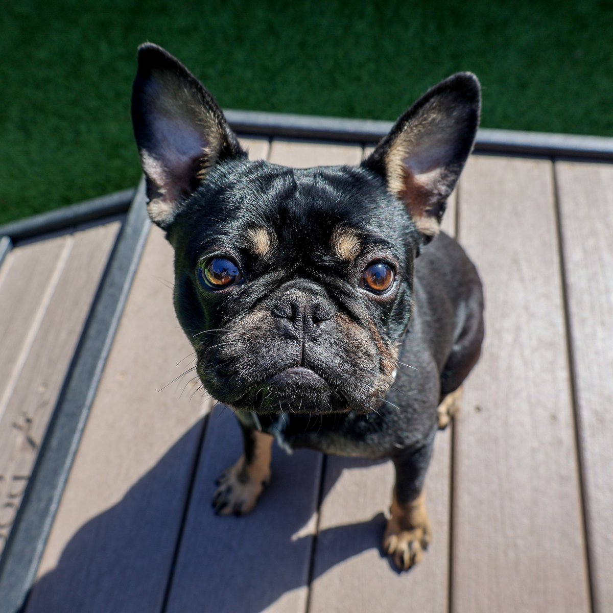 Find someone who looks at you like you’re a once-in-a-lifetime eclipse. Meet your new biggest fan - like adoptable Goblin 💕 - at pawschicago.org/adopt