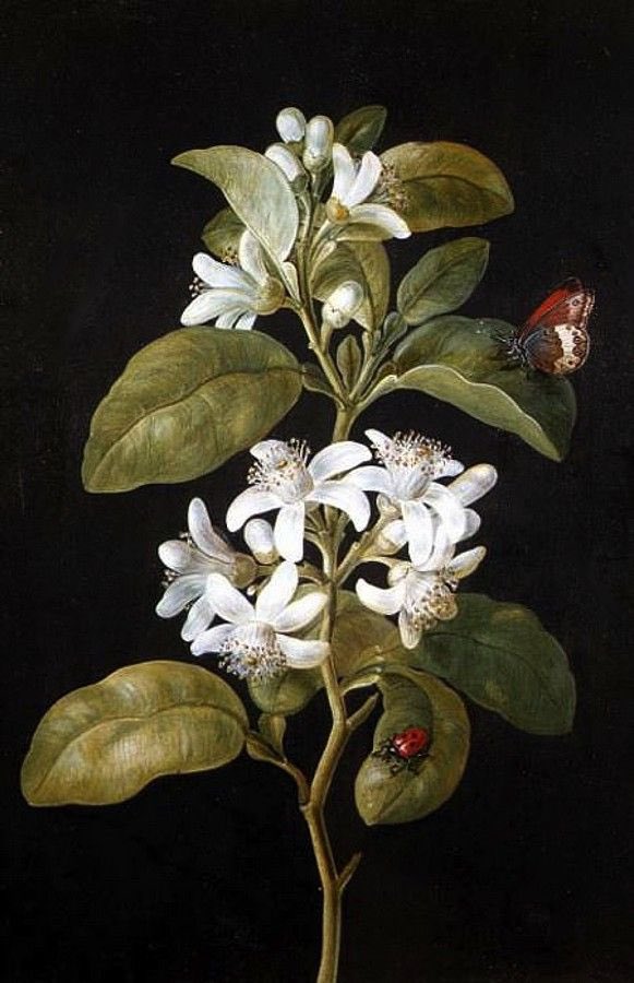 Barbara Regina Dietzsch (1706-1783). Esta artista botánica empleaba el fondo negro es sus ilustraciones, algo muy poco frecuente y que otorgaba una atmósfera especial y única.