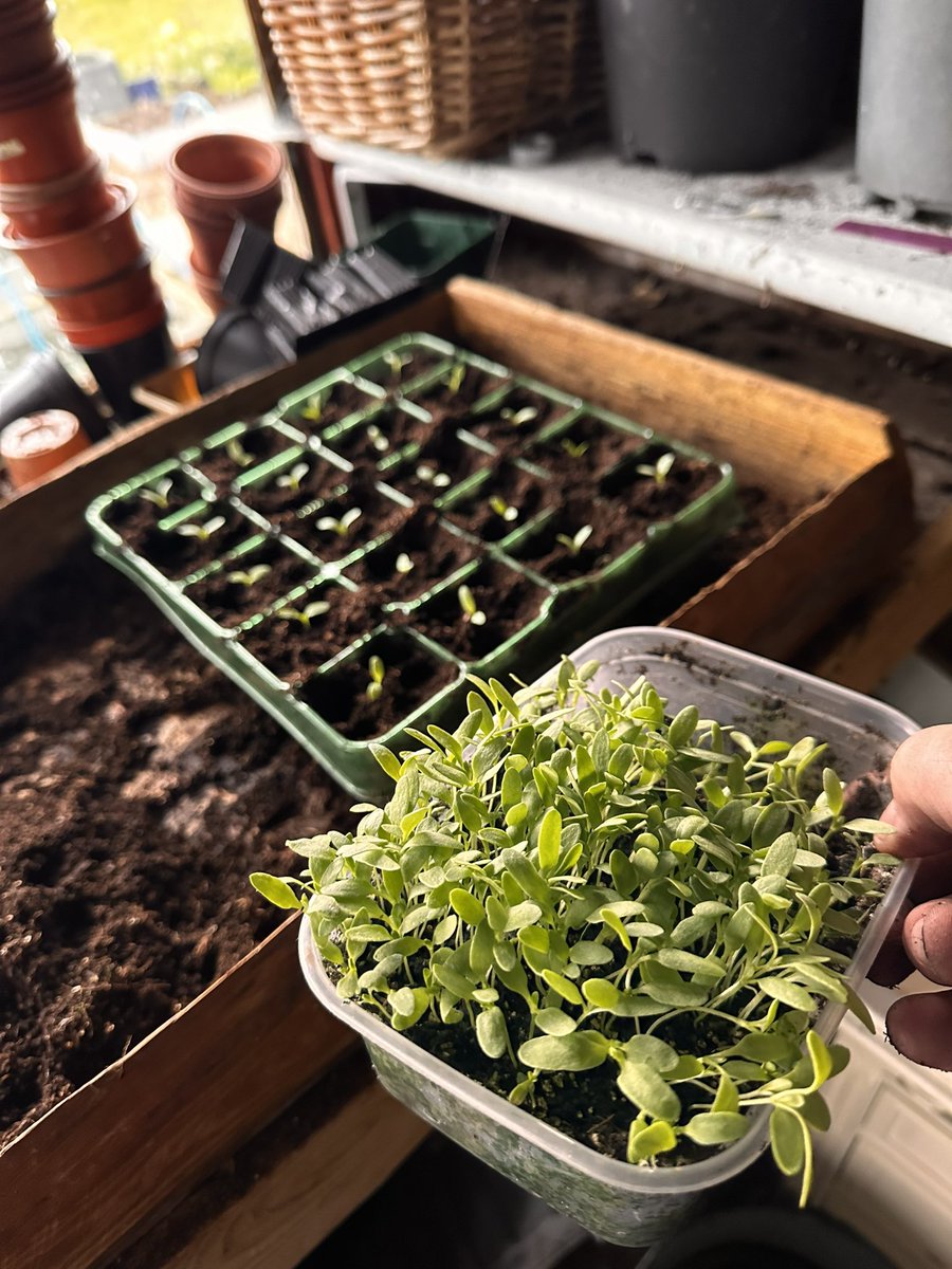 The big question is … do I Have enough Gypsophila 😳🤣 #allotment #GardeningTwitter