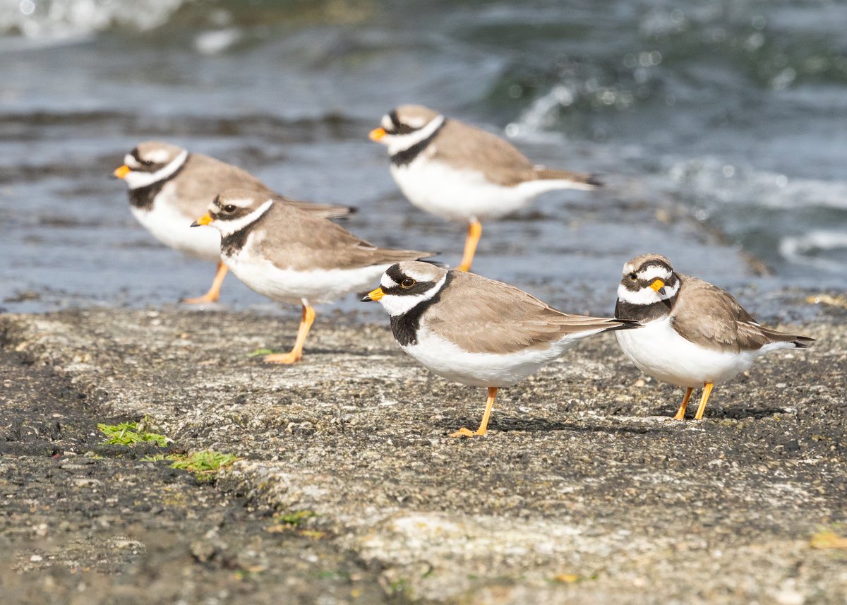 Ringed Plovers at Battery Park, Greenock.