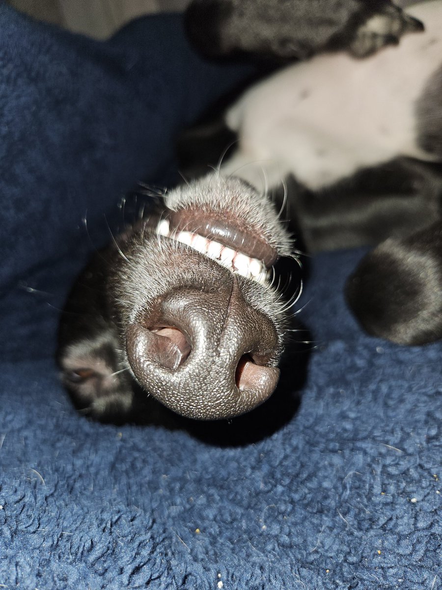 We've swapped beds last few nights cos Cooper keeps waking mum up. I'm very happy about it 🤣😊💙🐾🐕 #lurcher #dogsarefamily