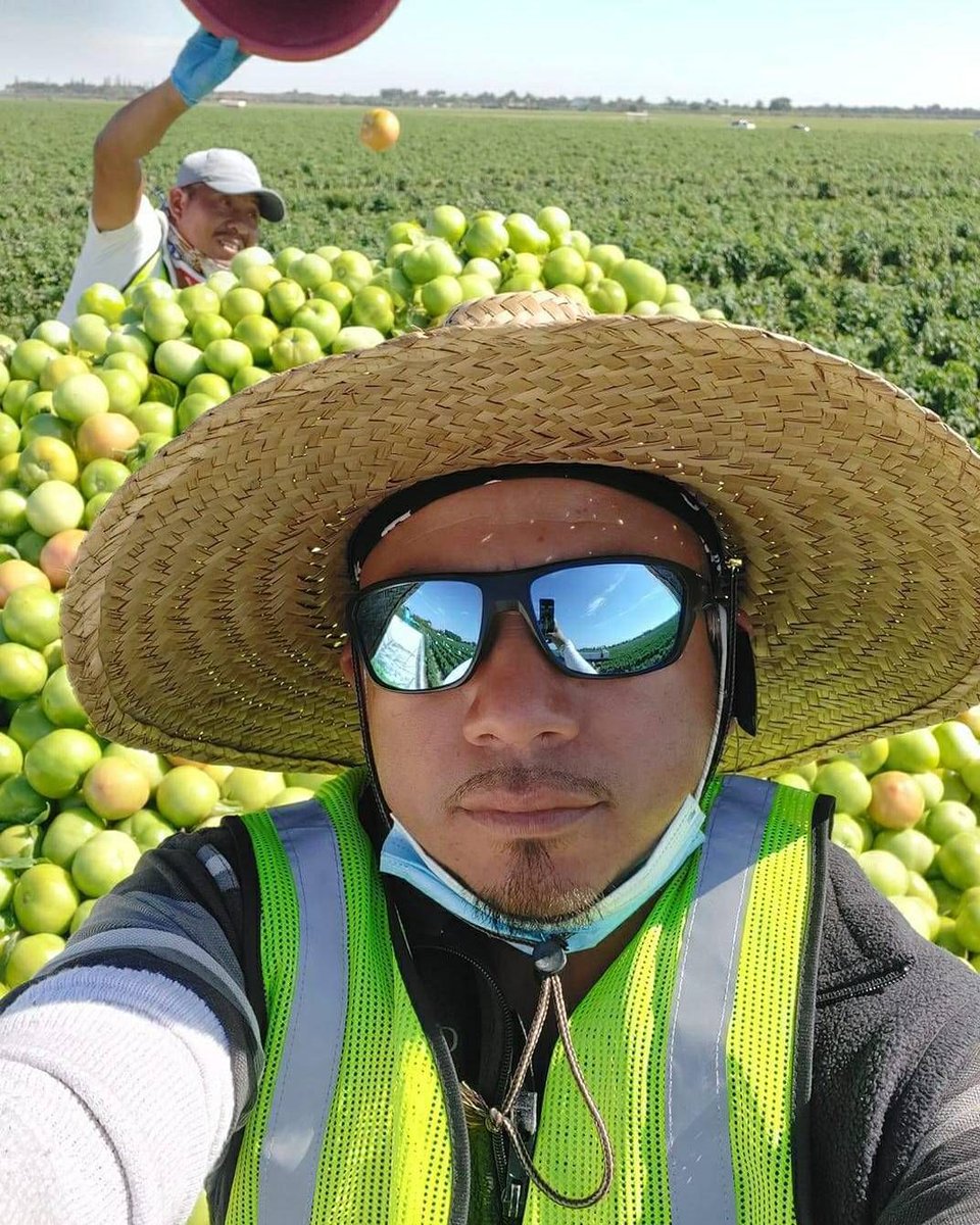 Daniel sent greeting from Homestead FL as harvested tomatoes. These tomatoes are picked green but will ripen as they make their way to the supermarkets. #WeFeedYou