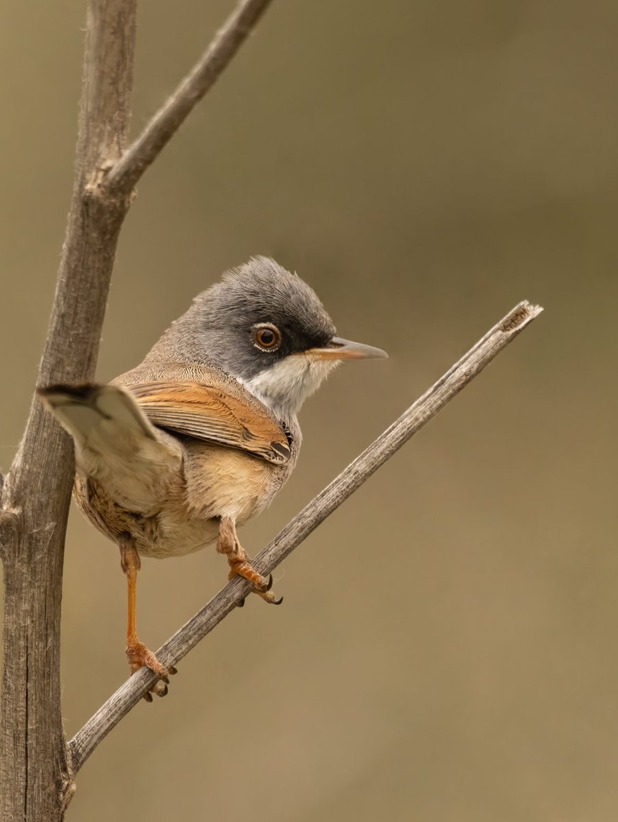 Another species that was new to me in the semi desert landscape of Baza yesterday was this Spectacled Warbler, which appeared to be doing well along the Barrancos that criss crossed the area.