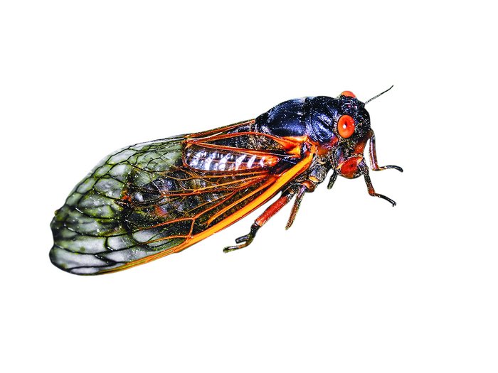 The lightning bug and the cicada are my favorite bugs. 🐛 🐞 🐜 What’s yours?