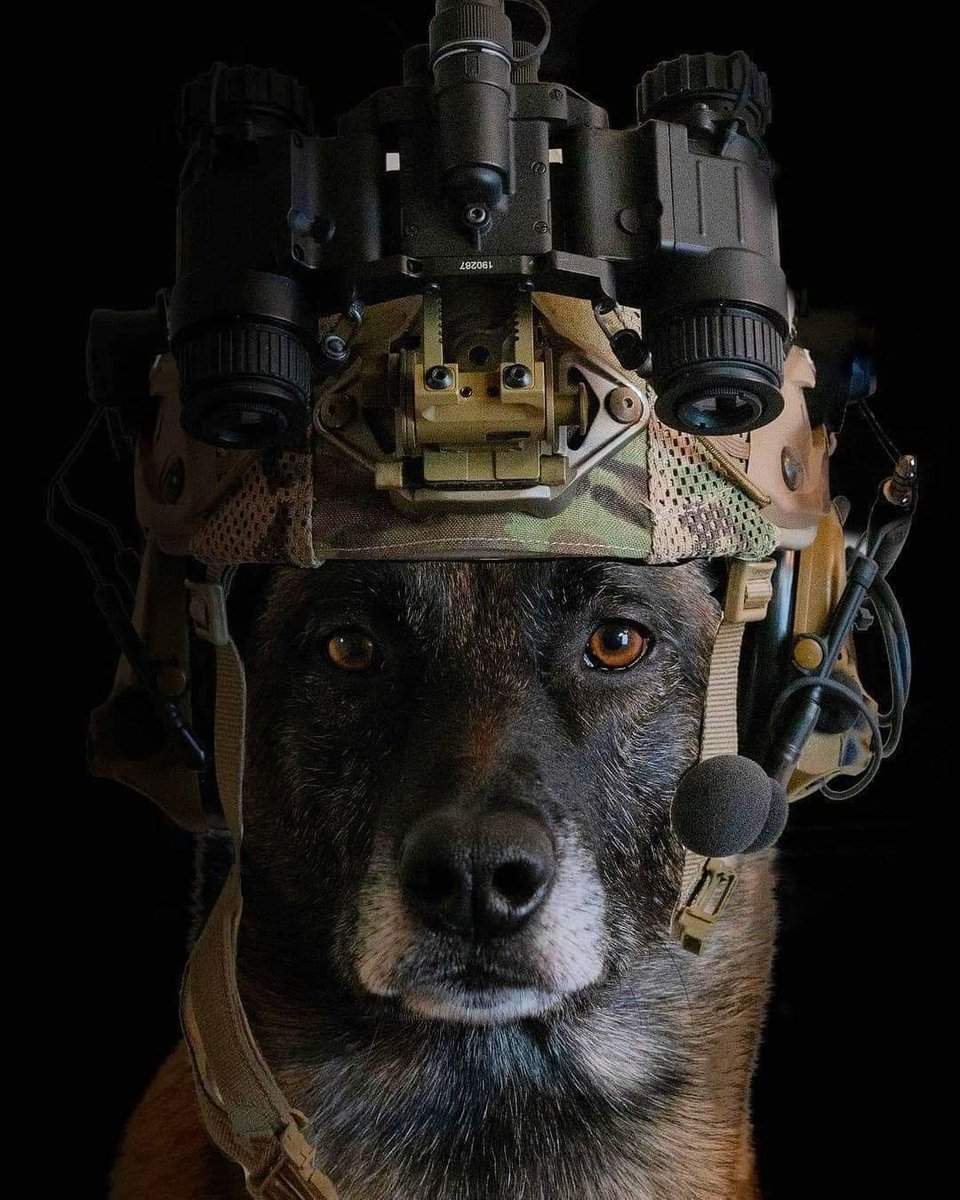 🇺🇸 Military Monday 🪖
#K9 #WorkingDogs 🐕