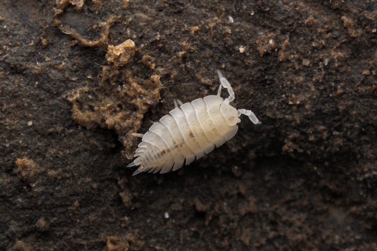 Platyarthrus hoffmannseggii (Ant Woodlouse) found by my 3-year old near Clonegal, Carlow in a former sand and gravel quarry.