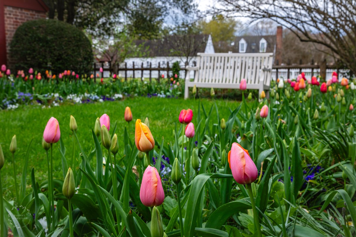 Tulips in the Springtime in an April Garden rachelsfineartphotography.com/featured/tulip… #Virginia #ColonialWilliamsburg #photography