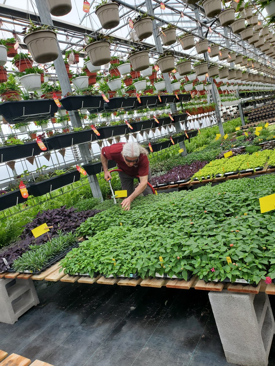 Just so you know, your plants are in good hands. 😉
We'll watch over their growth until they're ready to go home. It'll still be a while yet though. 

#thebloomingardener #timetogrow #spring2024 #localgreenhouse #planters #patiopots #hangingbaskets #YQGbusiness #YQG #wegrowourown