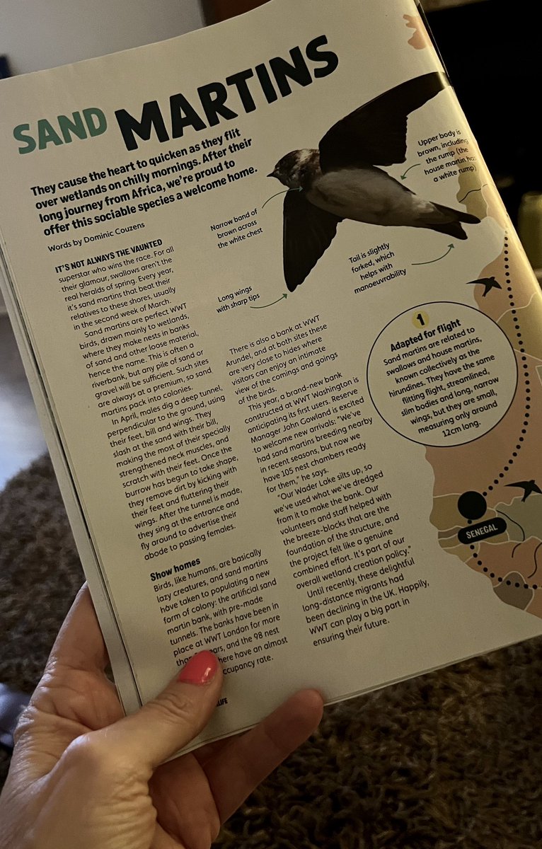 Nice piece on sand martins in the @WWTworldwide magazine this month, @DominicCouzens 🤩🏆