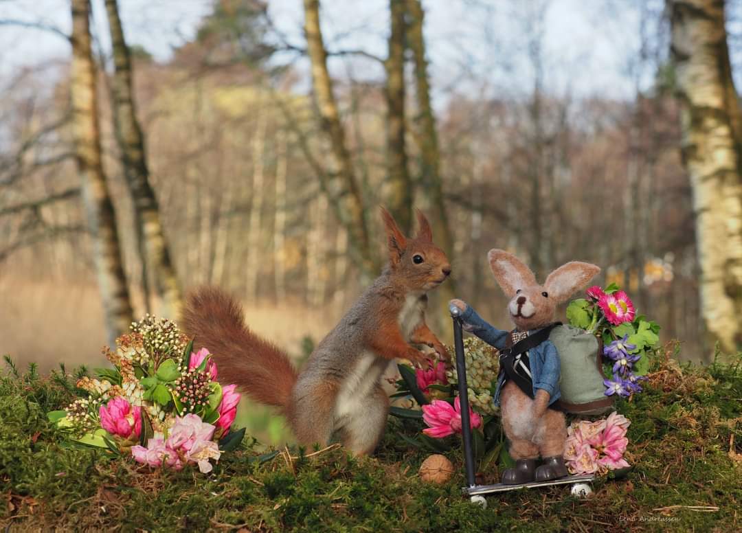 Monday again, and what a lovely morning it has been with sun and wind. Harry really wanted to try Harald Rabbits scooter in the nice weather 😍 Wishing everyone a lovely start to the week Jæren Norway 8/4 2024 @ThePhotoHour #Squirrels #spring