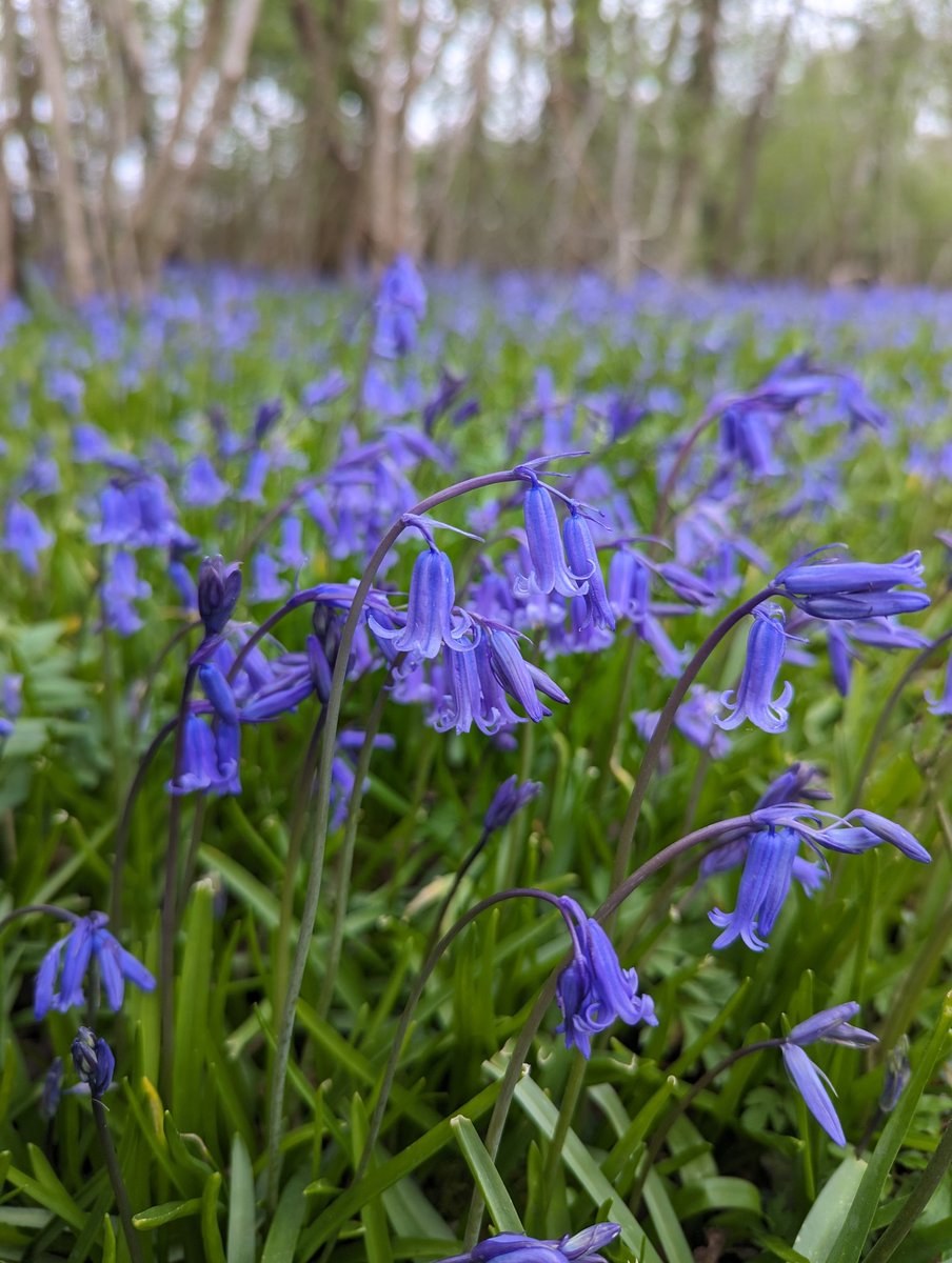 Pure joy to see the Bluebells (Hyacinthoides non-scripta) starting to put on their annual, breathtaking, sweet-scented show in Lower Woods Nature Reserve 💙 #BlueMonday #Wildflowers #NaturePhotography #Woodland #Bluebells