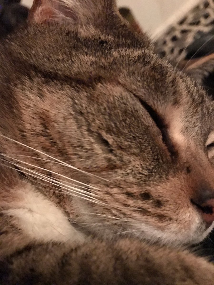 You've heard of the snow leopard. 
Here's the snore leopard.
#cats
