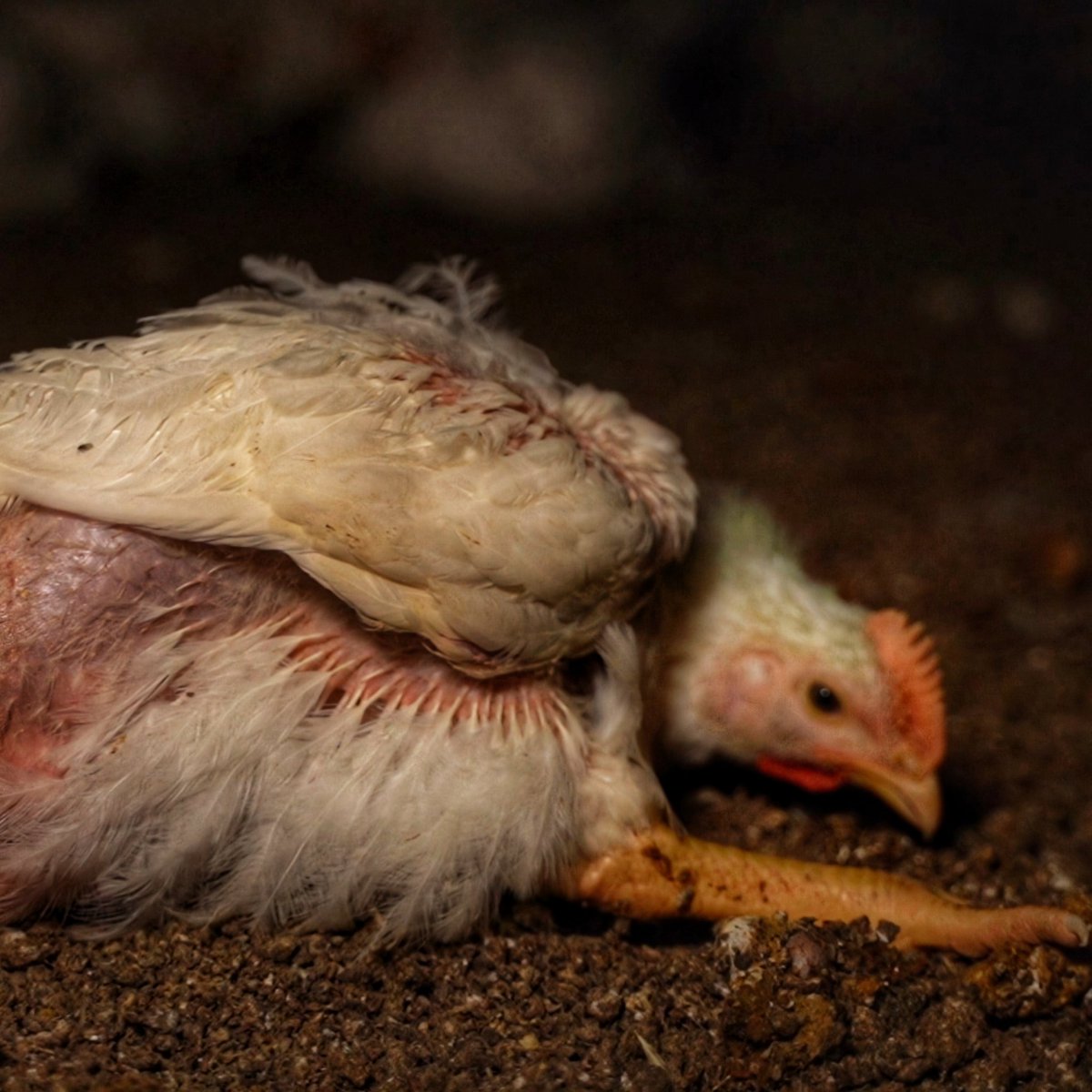'Our chickens are free to be chickens' Petaluma Poultry #AnimalCruelty #Chicken