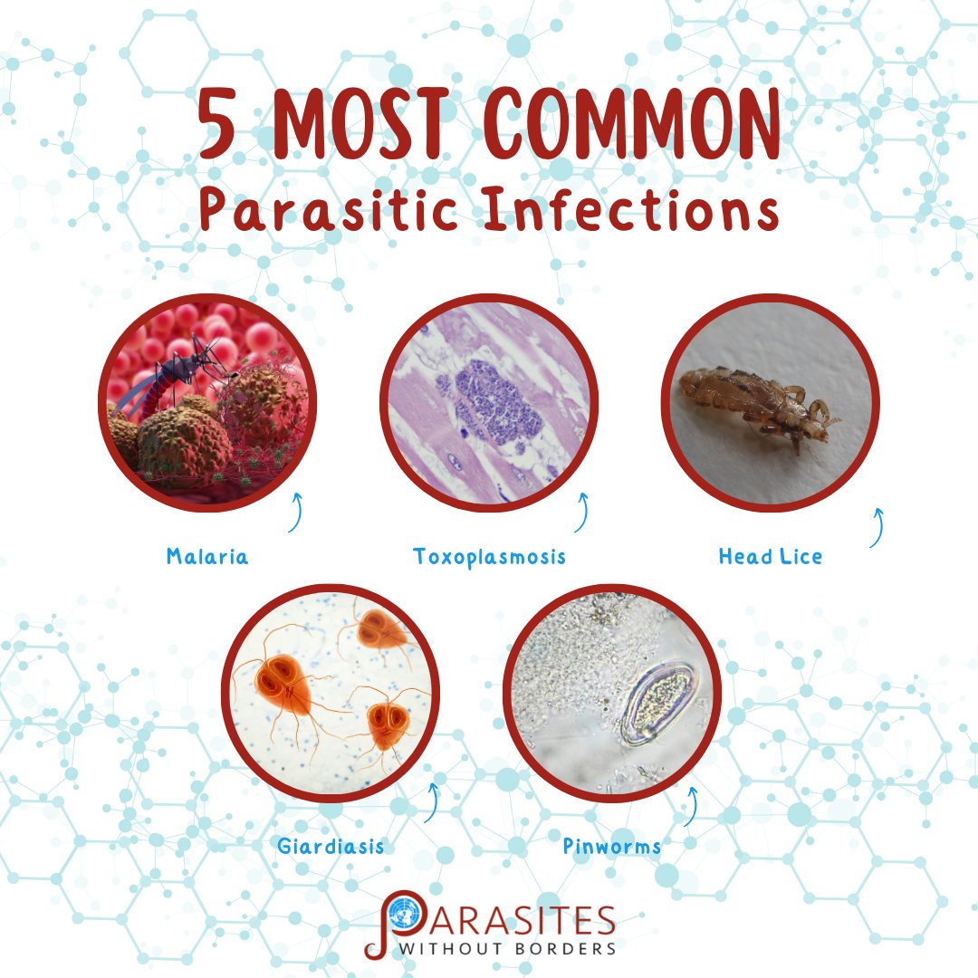 One of the most commonly Googled questions about parasites is: “What are the most common parasites?” According to the Cleveland Clinic, the five most common parasites are: Malaria, Toxoplasmosis, Head Lice, Giardiasis, and Pinworms. Stay tuned as we breakdown each of these common