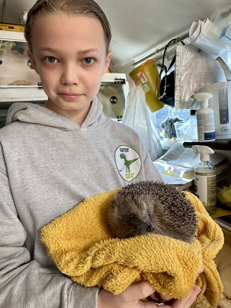 Back in December George sold packets of eco friendly reindeer food raising £330 for Castleford Hedgehog Rescue. On Saturday he visited the rescue to meet some of the cute, prickly tenants 🦔 #hedgehogs