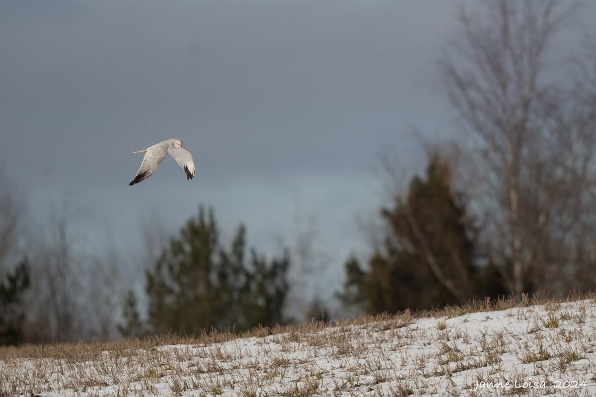 A male Pallid Harrier on the hunt above snowy fields, what a beauty! South of Finland 🪶#BirdsSeenIn2024 #BirdsOfTwitter #BirdsOfPrey #birdphotography #birdwatching #NaturePhotography #TwitterNatureCommunity