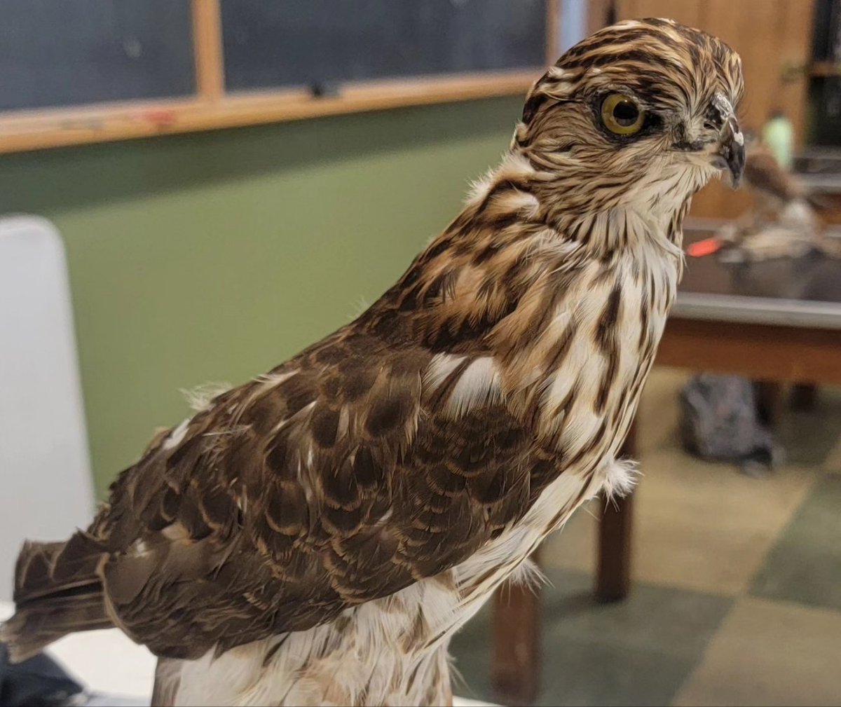 Yesterday, I participated in the Animal Illustration for Beginners event at the California Botanical Garden and I had a lot of fun working on bird sketches. Shoutout to my mentor who reached out to me about this event.