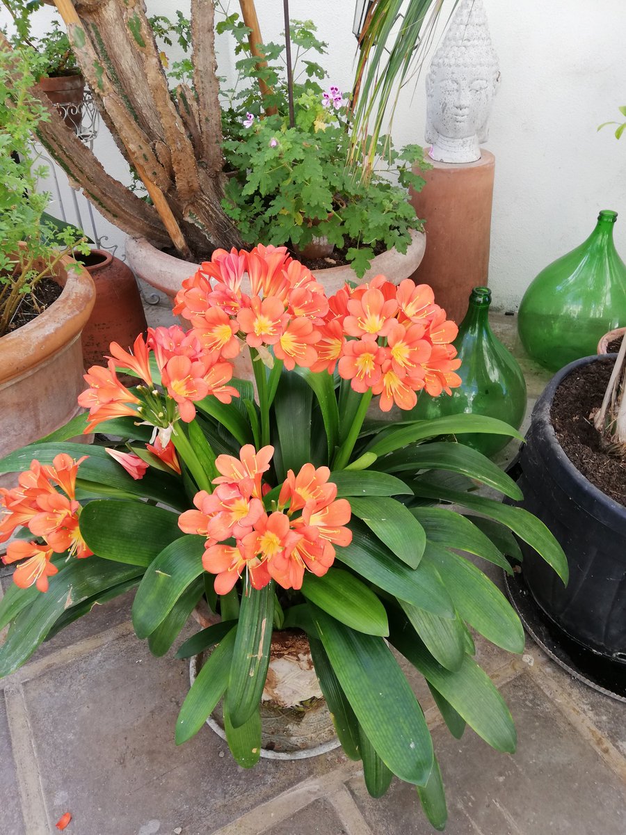 My drenched & storm-blasted garden is going to take time to recover - one of the disadvantages of living at the very edge of the ocean - so in the meantime #GardensHour, here's a beautifully-grown Clivia miniata, at its showy best in Ballymaloe Farm Shop, Shanagarry, East Cork.