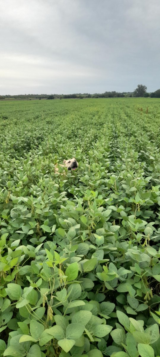 Hernan Gonzalez tweet media