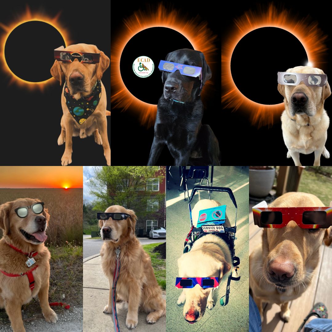 🌑🐾 What are they looking at? (Wrong answers only!) Perhaps they're searching for the perfect treat hiding on the moon or admiring the stars' impressive obedience training skills. #EclipseWatch #ServiceDogs #CreativeCaption #ECADGrads