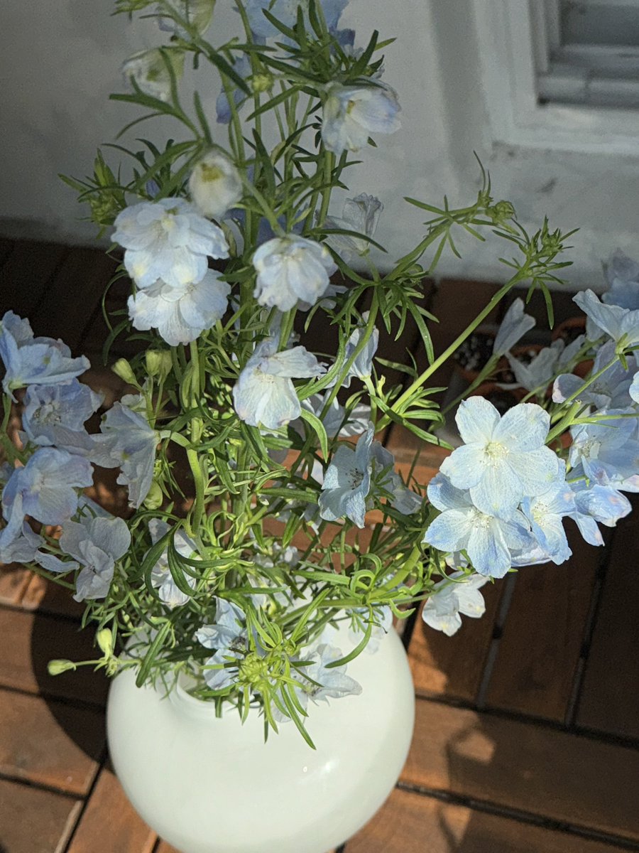 친구가 선물해준 델피늄 넘 예쁘다
내 파종 친구들 힘 좀 내줘…