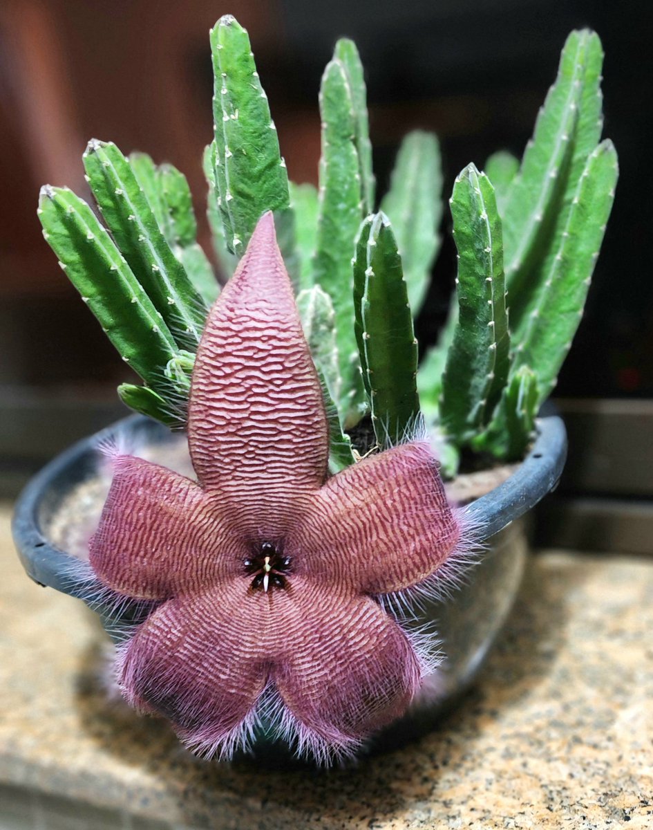 cdba's tweet image. Eis que o cacto floriu!