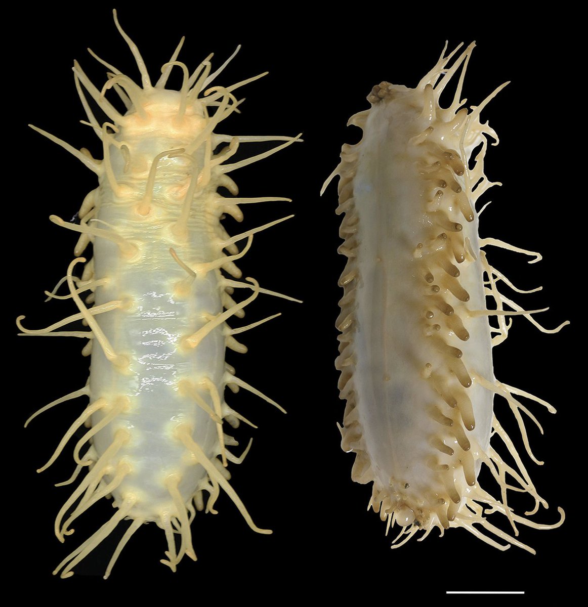 New Deep-Sea Cucumber Has 100 Feet deepseanews.com/2024/04/new-de…