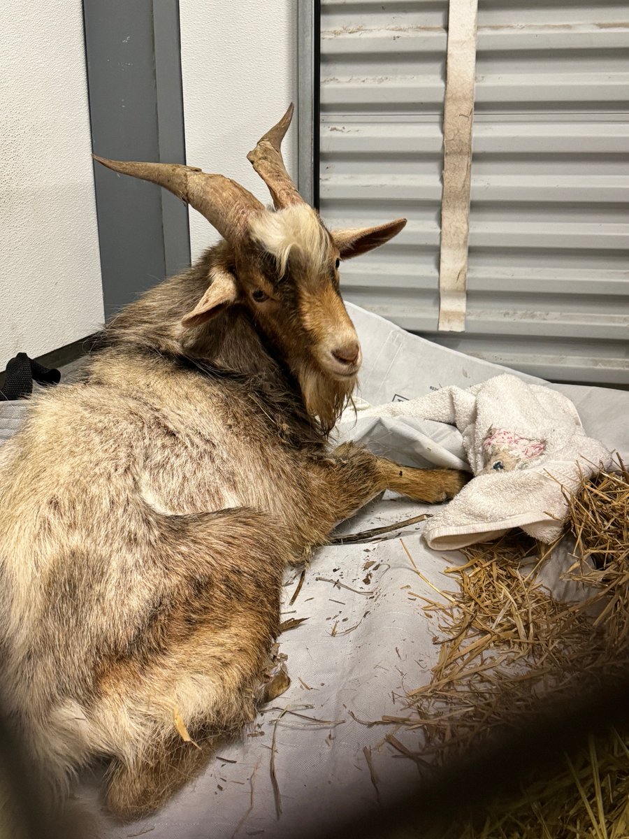 UPDATE, 8 p.m. | The mountain goat trapped earlier on the 63rd Street Bridge is now off the ledge and in the care of KC Pet Project. (Photo courtesy @kcpetproject) Latest: kshb.com/news/local-new…