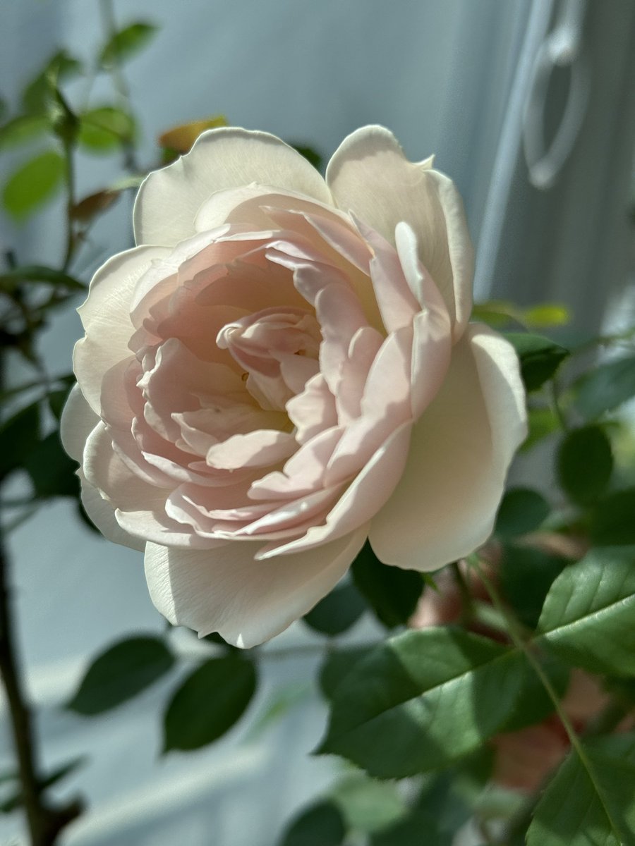 작아도 예쁘다 데스데모나 향기 가득해
#장미