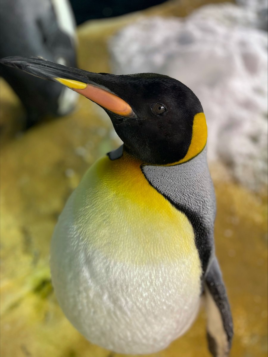 Help Littlefoot make it to the top 3 in March of the Penguin Madness! Vote at: bit.ly/3IAjDdT. Deadline is 1 am Central!
