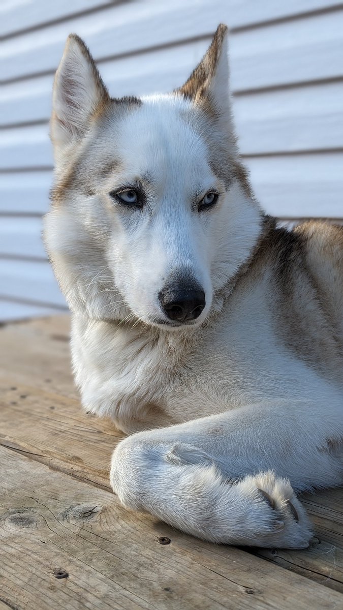 TheSlackMaster's tweet image. Husky soaking in all that love. 

#Huskies #Dogs #AnimalMonday #AnimalLovers