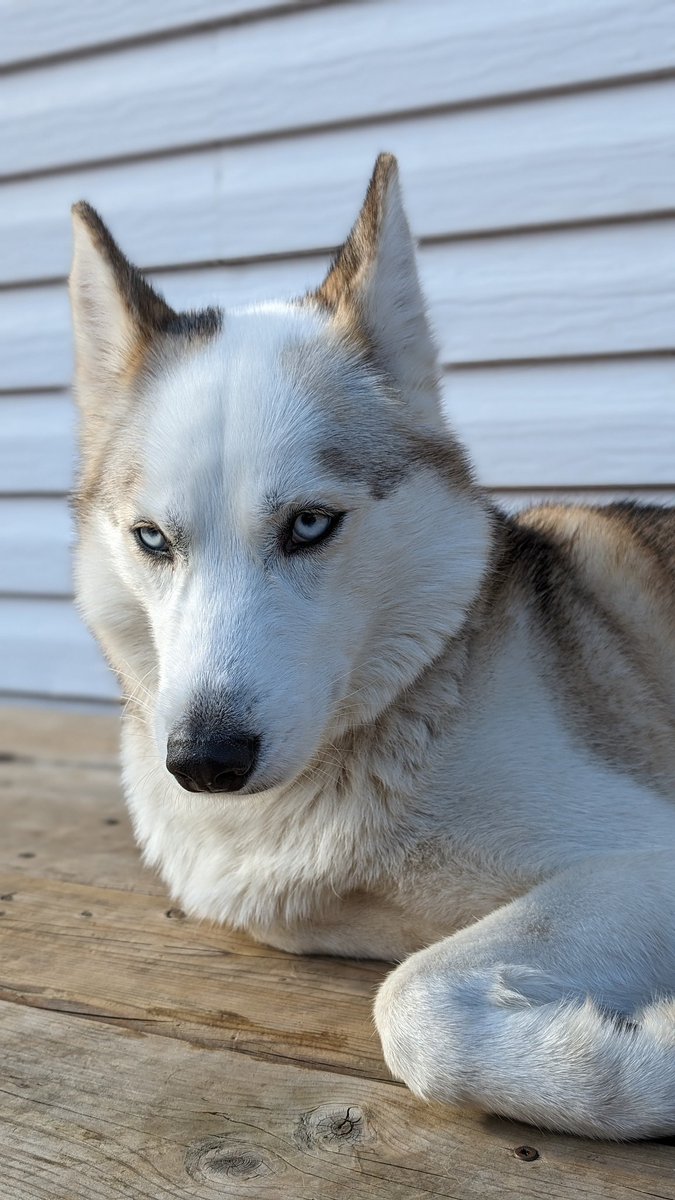 TheSlackMaster's tweet image. Husky soaking in all that love. 

#Huskies #Dogs #AnimalMonday #AnimalLovers