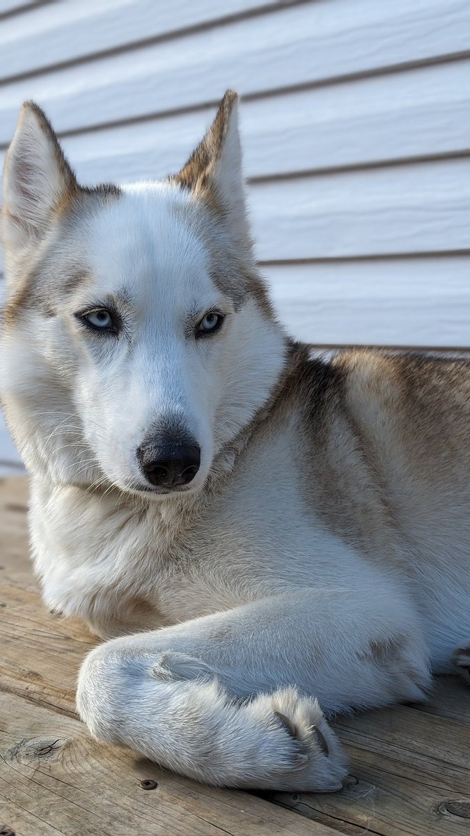 TheSlackMaster's tweet image. Husky soaking in all that love. 

#Huskies #Dogs #AnimalMonday #AnimalLovers