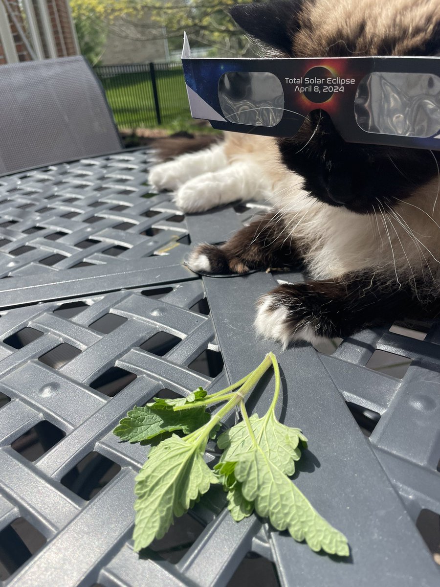 First a throwback to the 8.2017 eclipse at “The Row” and then forward to today’s viewing opportunity thanks to <a href="/MasonSchools/">Mason City Schools</a> and hardware from <a href="/MSFabovebeyond/">MSF</a>   Today was incredibly cool!! #Eclipse2024 #MasonMoment #catsofinstagram <a href="/principalmesser/">Eric Messer</a> <a href="/allinMiami77/">Vivian Varona</a>