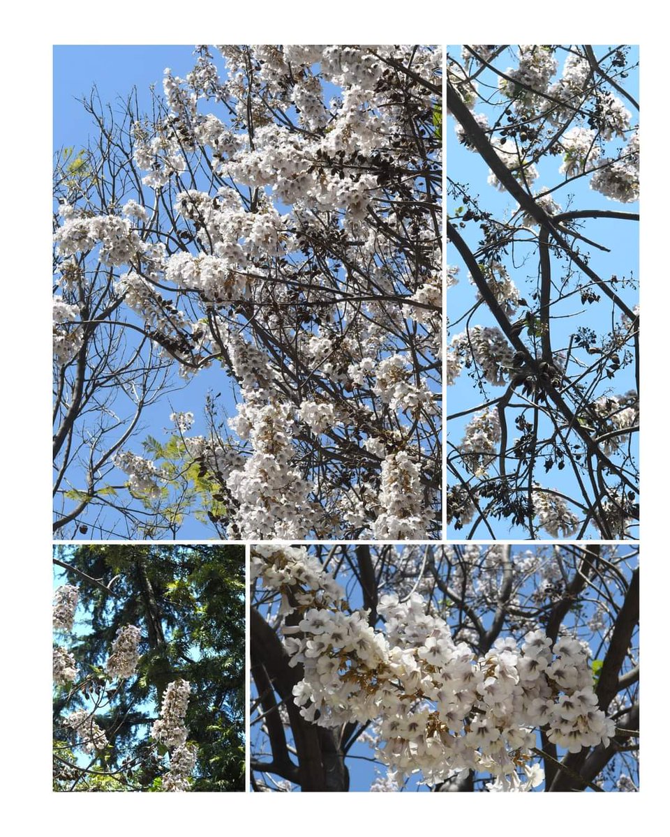 rameshpathania's tweet photo. So refreshing to start your day by looking at these, Empress Tree Or Princess Tree,( Paulownia) flowers. There are plenty in Kullu. Have a lovely day. #Kullu #Flowers #Paulownia #Princesstree #motivation #morning https://t.co/zoVl8a49KX