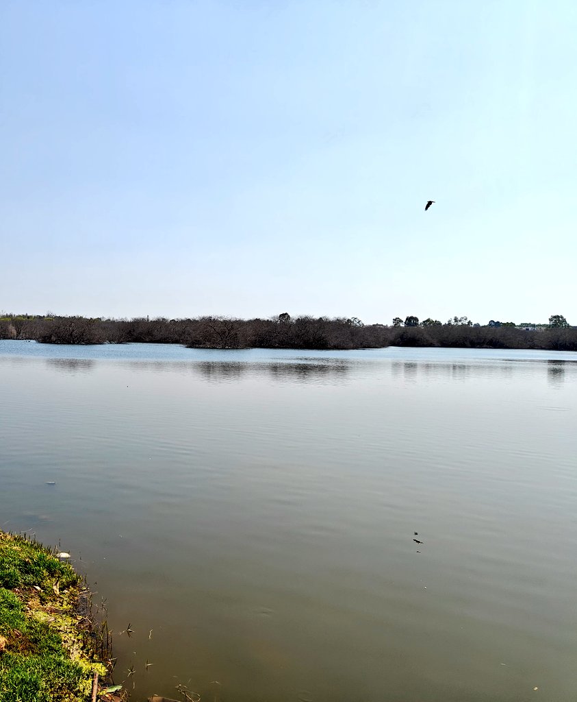 Maheshbr4U's tweet photo. Solutions for #BengaluruWaterCrisis 
 lies within #Bangalore.

@captsanthoshkc &amp;Team 
had indeed proved us how the Lake near #Bengaluru #ElectronicsCity is full of #Water , after Revival.

Let #BBMP #BWSSB #Citizengroups come together to Revive 100s of BLR Lakes!

@CMofKarnataka https://t.co/EZOLVCH5Db