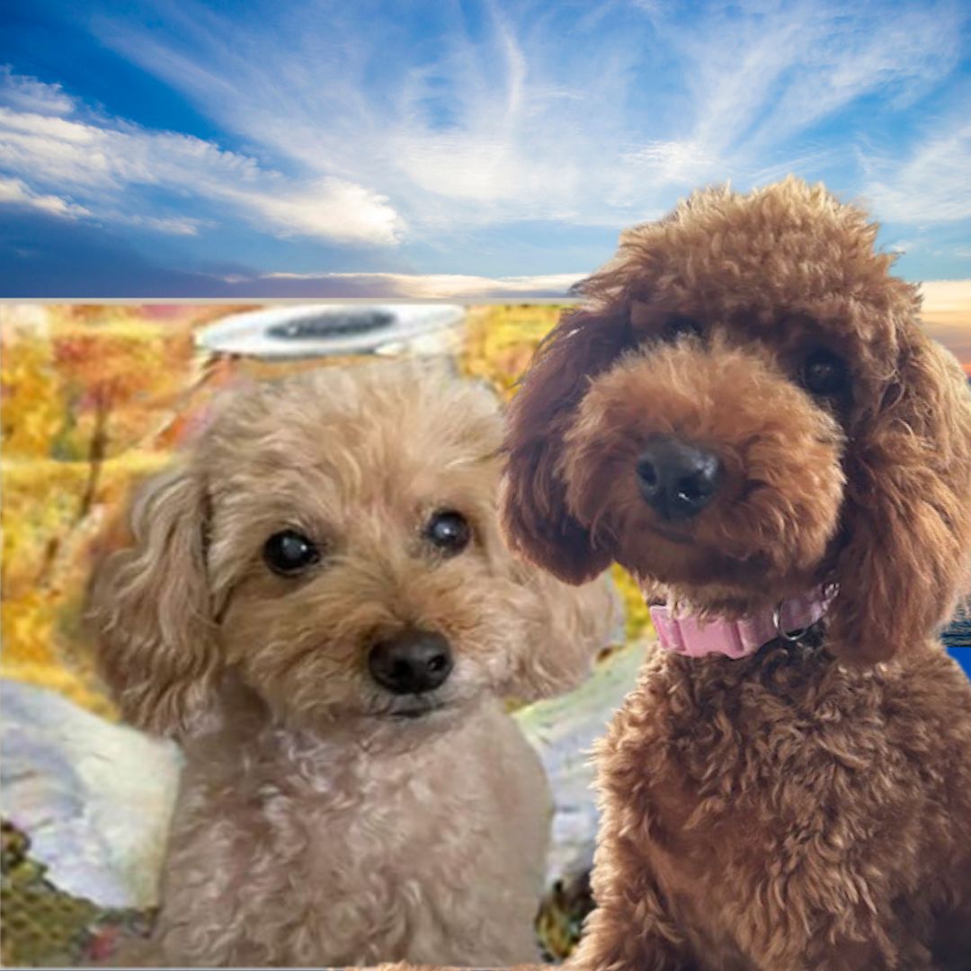 Mommy did makes a noo piccie of us. Wot yoo fink?