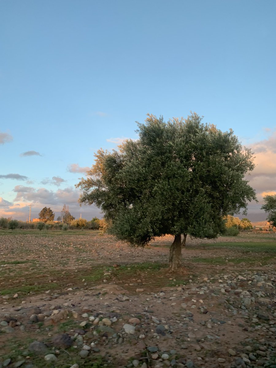 A season full of nature’s delights 🍀
:
:
Contact @atlasoutdoor_morocco  to explore the best of Morocco:

🔍atlas-outdoor.com
:
:
:
#morocoo #spring #naturecaptures #vacation🌴 #selfdiscovery