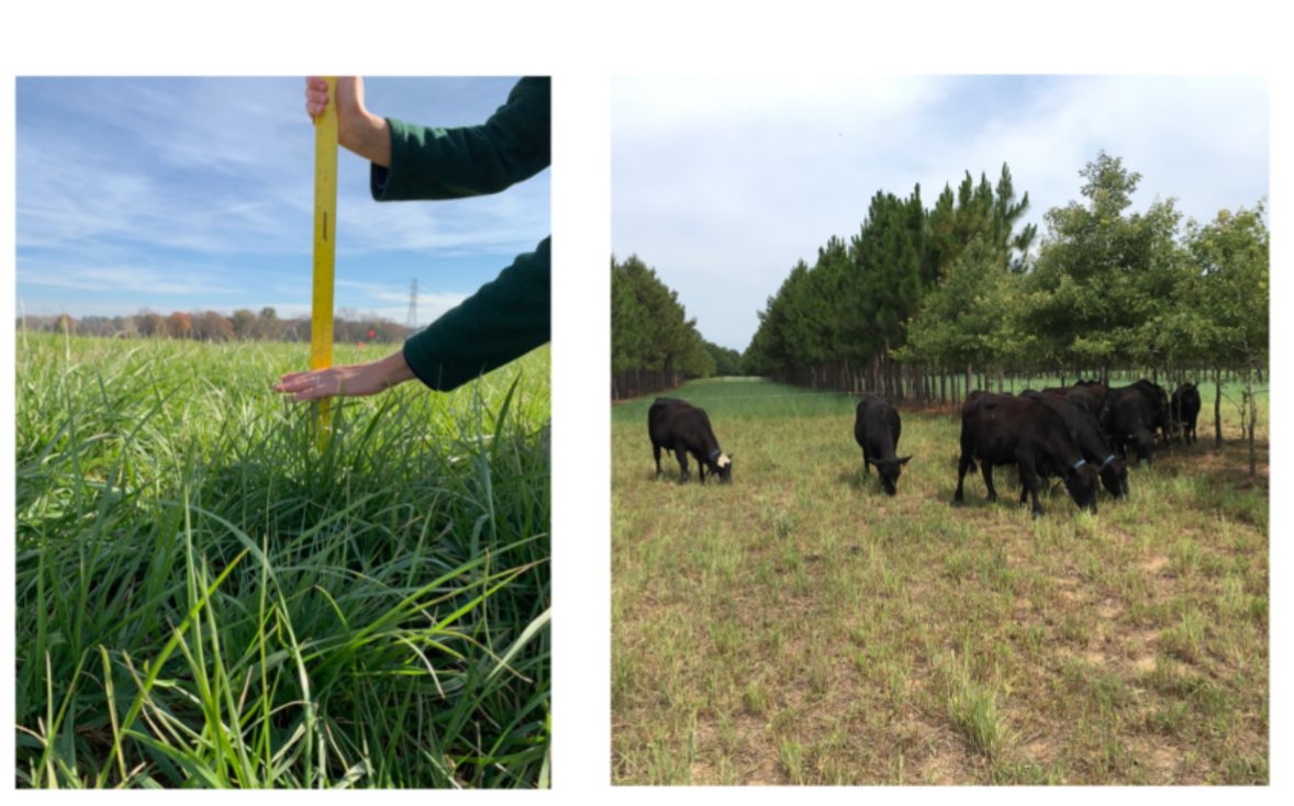 🔈 🔈 new extension publication 🔈 🔈 , “cool-season forages: productivity, nutritive value and animal responses”. 👉 content.ces.ncsu.edu/cool-season-an… @CropAndSoil @NCExtension @NCStateCALS @NCForageCouncil