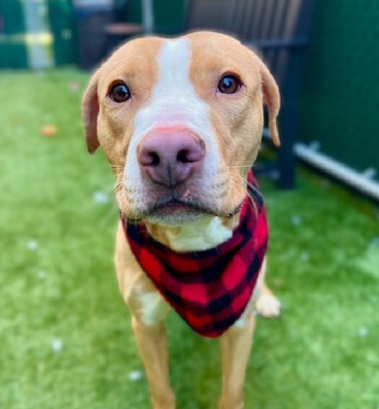 Please look into this little babies pleading eyes & do anything u can,to save him! CIRCO #182611 is a wee #Puppy,12mo.adorable little pink nose ,so full of hope & love. I'm BEGGING U to PLZ #ADOPT #FOSTER OR #PLEDGE TO ATTRACT A RESCUE 🛟 #NYCACC HURRY he is running out of time