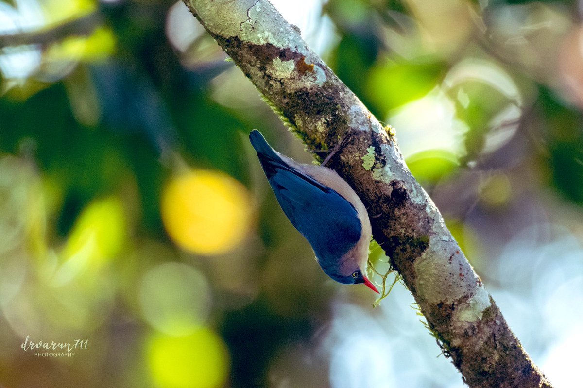 velvet-fronted nuthatch (Sitta frontalis) #IndiAves #birdwatching @NatGeoIndia #birding #BirDereceHak #Nikon #TwitterNatureCommunity #birdsphotography #BirdsOfTwitter #BirdTwitter @NatGeoPhotos #NaturePhotograhpy #ThePhotoHour @DEFCCOfficial @BNHSIndia